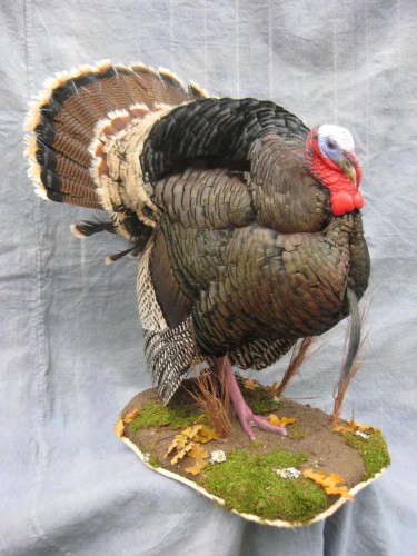 Merriam's wild turkey mount; New Mexico