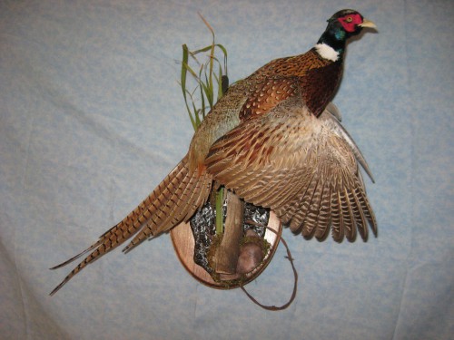 Ringneck pheasant mount; Aberdeen, South Dakota