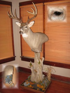 Whitetail deer floor pedestal mount; Aberdeen, South Dakota