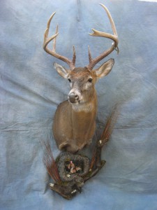 Whitetail deer shoulder mount game head; North Platte, Nebraska