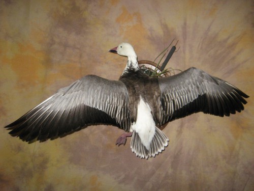 Blue goose mount; pen-raised near Denver, Colorado