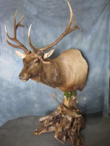 Elk pedestal game head mount; Denver, Colorado