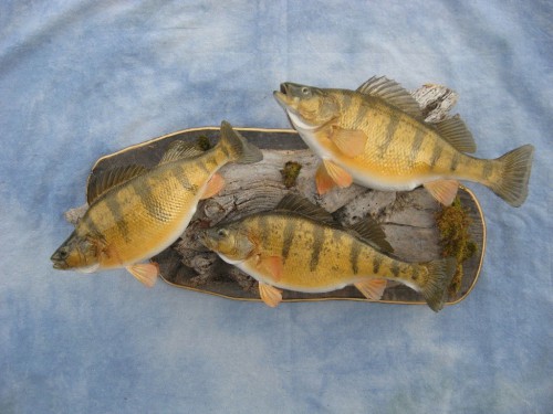 Yellow perch mount; Watertown, South Dakota