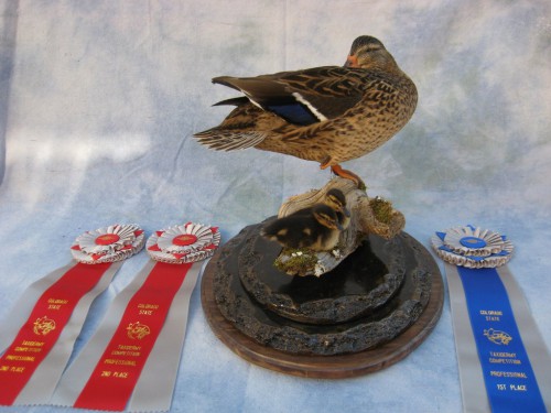 Mallard hen with ducklings mount; Denver, Colorado