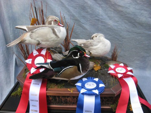 Wood duck trio mount; Award winner in Nebraska