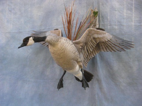 Canada goose mount; Brush, Colorado