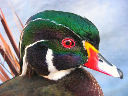 Wood duck mount; eastern Colorado