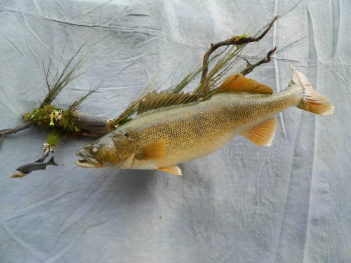 Walleye and shiner fish mount; Denver, Colorado