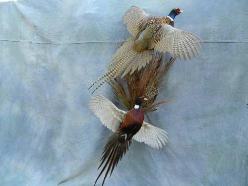 Double ringneck pheasant mount; Brighton, Colorado