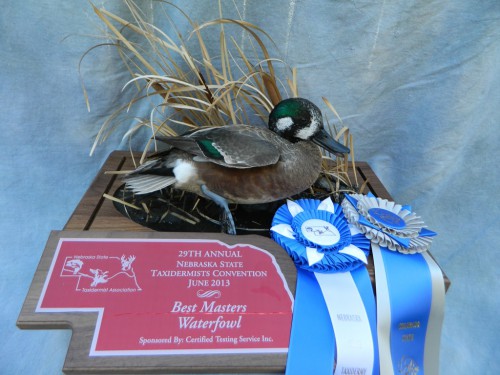 Northern shoveler X wigeon hybrid duck mount; Award winner in Colorado and Nebraska