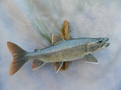 Lake trout skin mount; Decker, Colorado