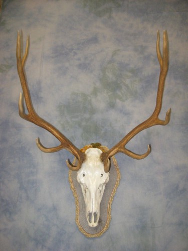 Elk European skull mount; Gunnison, Colorado