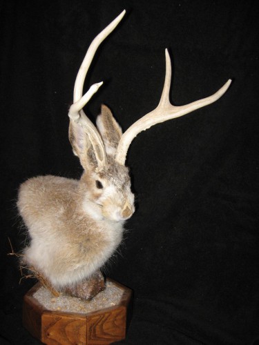 Jackalope shoulder pedestal mount; Cheyenne, Wyoming