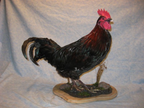 Rooster mount; Sioux Falls, South Dakota