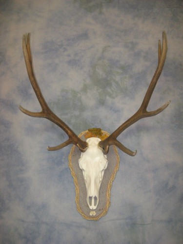 Elk European skull mount with artificial skull; Gunnison, Colorado