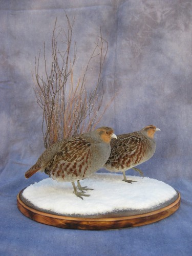 Gray partridge pair mount; Iowa