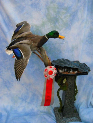 Mallard duck mount; Colorado Taxidermy Competition award winner