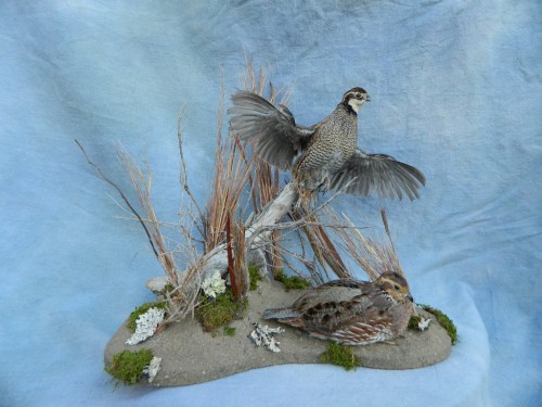 Bobwhite quail mounts; Denver, Colorado