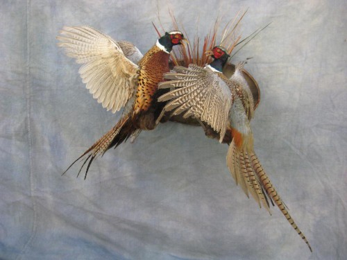 Fighting ringneck pheasants mount; Aberdeen, South Dakota