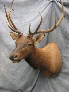 Elk shoulder game head mount; Rocky Mountains, Colorado