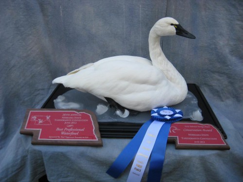 Tundra swan mount; Award winner at Nebraska Taxidermy Competition