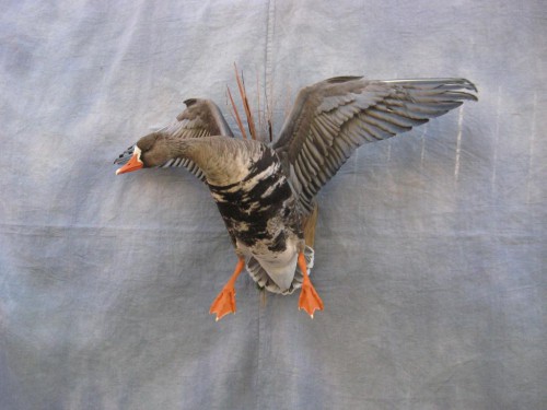 Speckle belly goose mount; Gunnison, Colorado