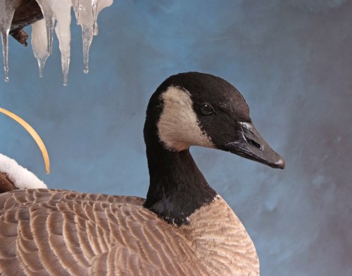 Canada goose mount; Brush, Colorado