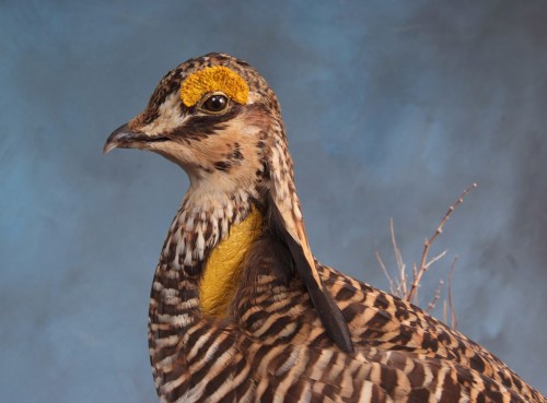 Greater prairie chicken mount; Clark, South Dakota