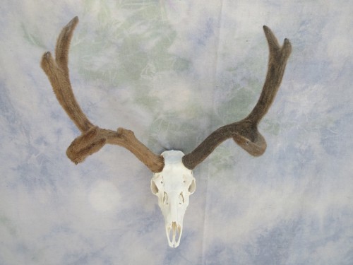 Mule deer European skull mount with velvet; Colorado