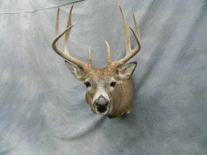 Whitetail deer mount game head; Grand Island, Nebraska