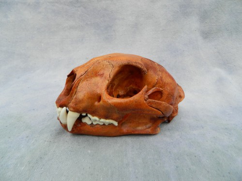 Mountain lion skull; Trinidad, Colorado