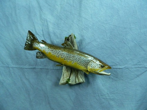 Brown trout fish mount; Black Hills, South Dakota