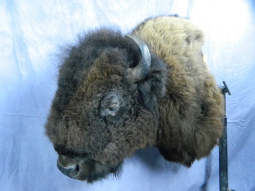 Bison / buffalo taxidermist mount; Rapid City, South Dakota