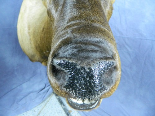 Bugling elk shoulder mount - detail; Rapid City, South Dakota