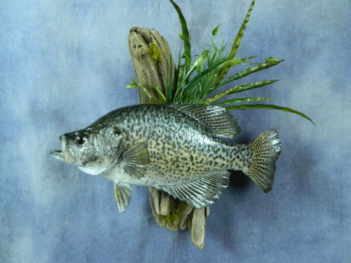 Crappie fish wall mount; Webster, South Dakota