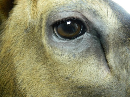 Elk shoulder mount - eye; Aberdeen, South Dakota