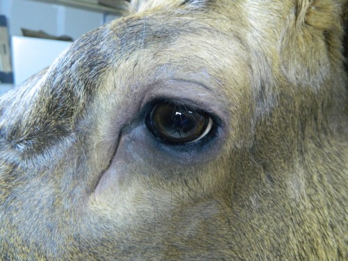 Elk shoulder mount - eye closeup; Sturgis, South Dakota