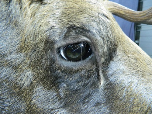 Moose shoulder mount - eye closeup; Alaska