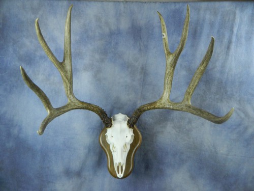 Mule deer European skull mount; Eastern South Dakota