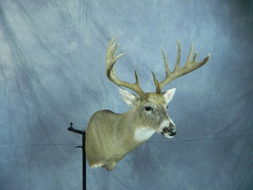 White tailed deer shoulder mount; Eastern South Dakota