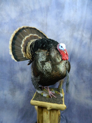 Strutting wild turkey taxidermy mount; Black Hills, South Dakota