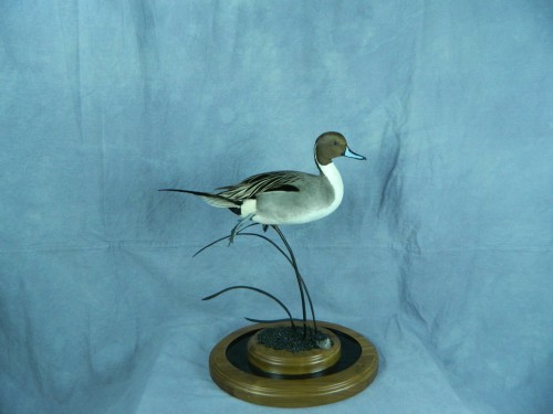 Northern pintail duck mount; Montrose, Colorado