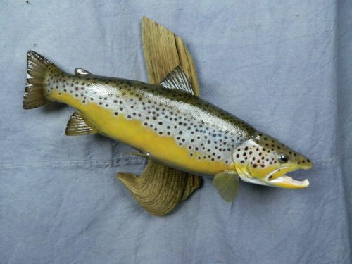 Brown trout skin mount; Denver, Colorado