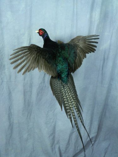 Landing black ringneck pheasant mount; Webster, SD