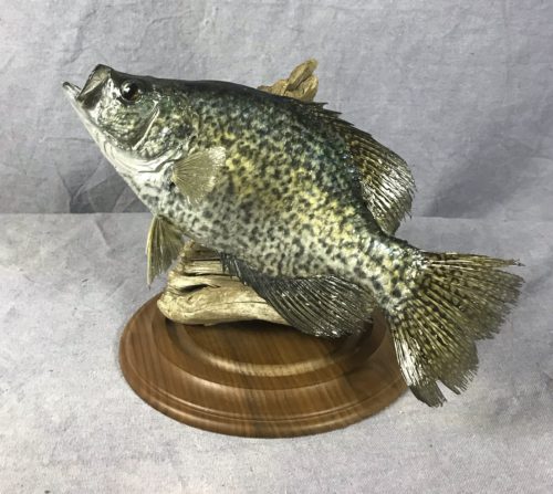 Black Crappie Pedestal Mount - South Dakota