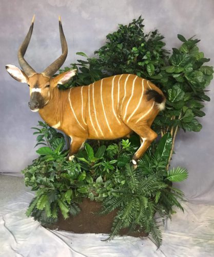 Bongo Lifesize Mount - Africa