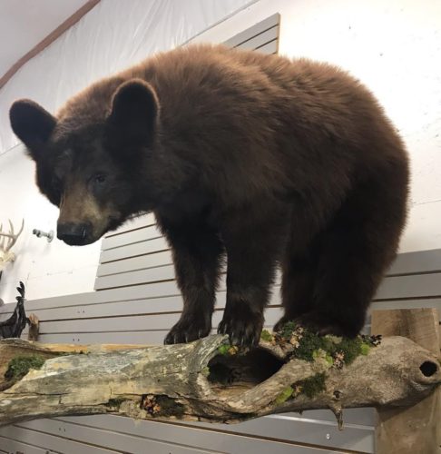 Chocolate Phase Black Bear Life Size Wall Mount - Manitoba Canada