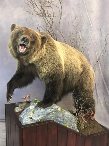 Lifesize Grizzly Bear Mount - Canada