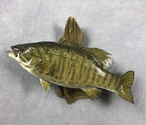 Smallmouth Bass - Pierre, SD