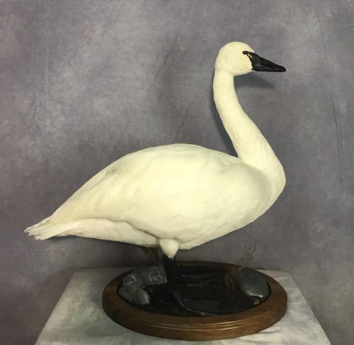 Standing Tundra Swan Mount North Carolina